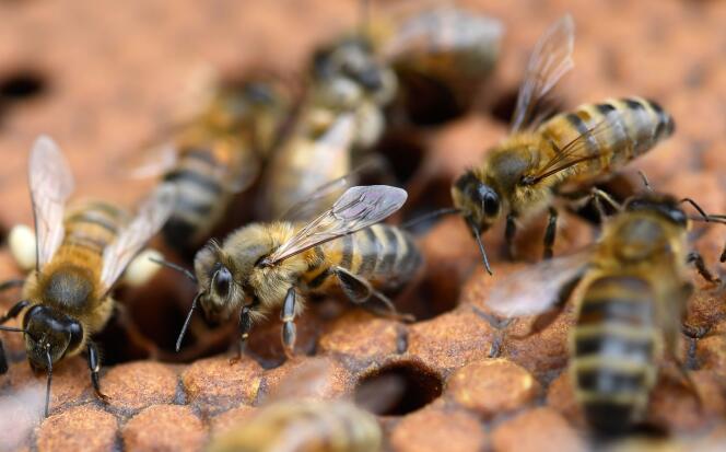 Des abeilles sur des cadres de miel, à Ploerdut (Morbihan), le 19 juin 2018.