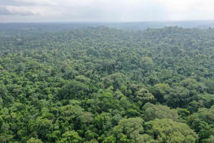 Vue aérienne de la forêt d’Omo, au Nigeria.