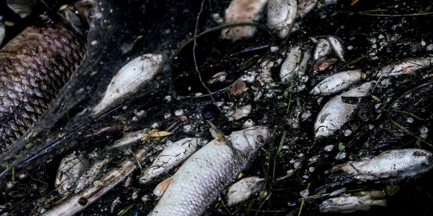 Des Tonnes De Poissons Morts Dans La Seine Apres L Incendie D Une Station D Epuration Dans Les Yvelines