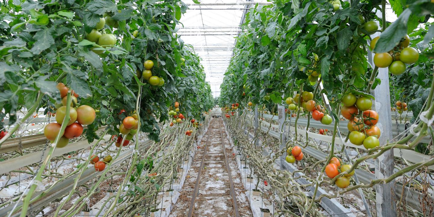 « Monsieur le Ministre de l’agriculture et de l’alimentation, défendons une agriculture biologique de qualité »