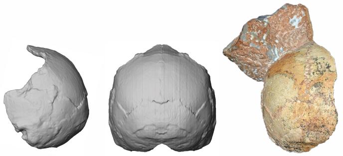 A droite, crâne partiel du fossile grec Apidima 1, et sa reconstitution vue de derrière (milieu) et de côté (à droite), montrant une forme arrondie typique de notre espèce, « Homo sapiens ».