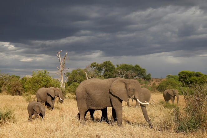 Une harde d’éléphants dans la réserve Grumeti, près du parc national du Serengeti, en Tanzanie, en octobre 2018.