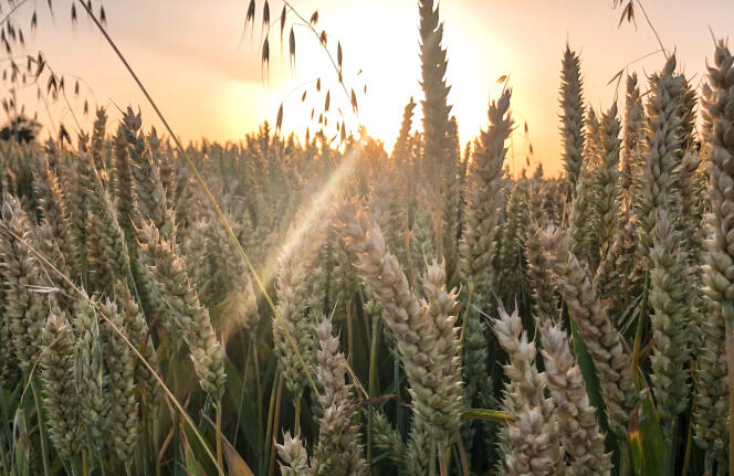 Un champ de blé à Locon, près de Lille, le 29 juin alors qu’un épisode caniculaire s’abattait sur la France.