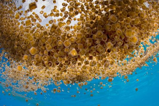 Â«Â Linuche unguiculataÂ Â», une espÃ¨ce de mÃ©duse particuliÃ¨rement pullulante.