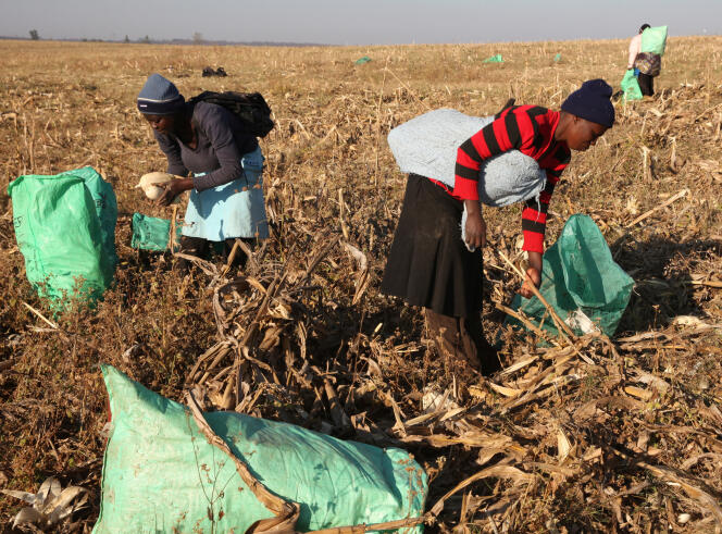 Des ouvrières agricoles dans des champs de maïs, près de Chinhoyi (Zimbabwe), en juillet 2017.