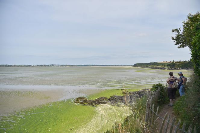 Algues vertes : quelles sont les baies les plus touchées cette année en  Bretagne ?