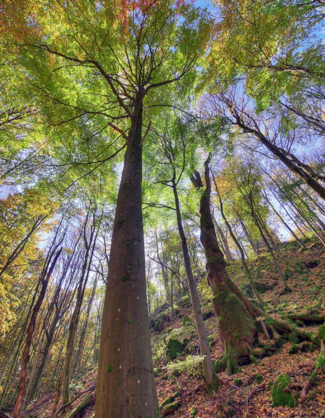 « Une forêt en libre évolution fait ce que fait la vie : elle lutte spontanément contre le réchauffement climatique. Elle stocke le carbone. Elle travaille à l’épuration de l’eau et de l’air, à la formation de sols, à l’épanouissement d’une biodiversité riche. »