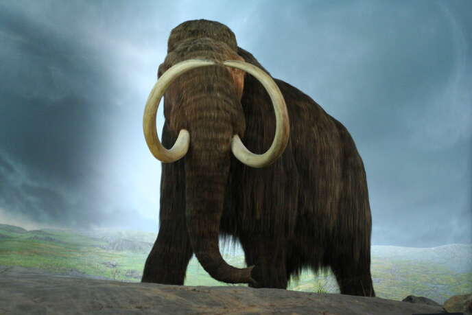 Reconstitution d’un mammouth au musée royal de la Colombie-Britannique.