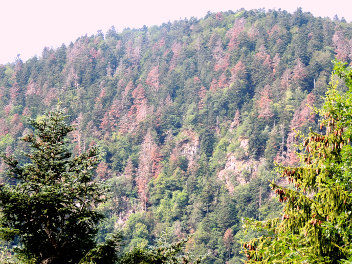 A Sewen, à une demi-heure de la forêt de Masevaux (Haut-Rhin), de nombreux pins sont morts sur pied.