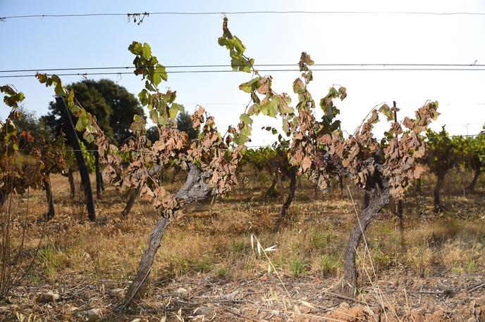 A Verargues Point Le Plus Chaud De France Le Desarroi Des Viticulteurs