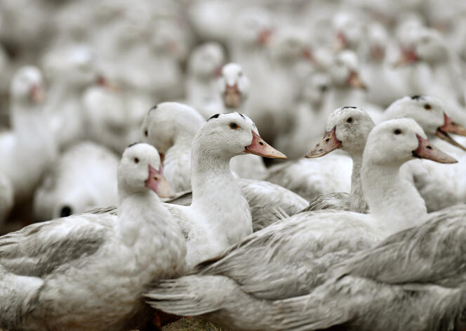 El 22 de febrero de 2017, en Bourriot-Bergonce (Landas), patos confinados en una granja situada a unos diez kilómetros de la región suroeste afectada por la gripe aviar.