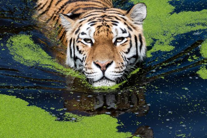 La tigresse Dasha se prélasse dans sa piscine au zoo de Duisburg dans l’ouest de l’Allemagne, mercredi 24 juillet 2019.