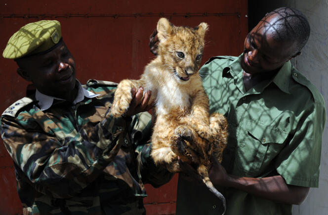 Le 7 juin, des rangers récupèrent l’un des lionceaux du parc national égarés avec leur mère à Karen, quartier de Nairobi encore préservé.