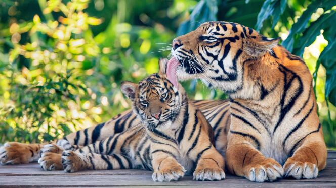 La chasse et l’extension de la présence humaine ont poussé le tigre sauvage au bord de l’extinction.