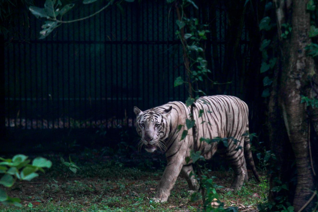 En près de vingt ans, plus de 2 300 tigres victimes de trafic saisis