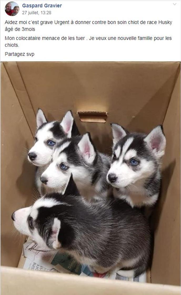 Sur Facebook Larnaque Des Bébés Chiens Huskies à Donner