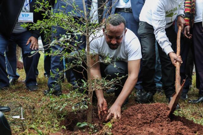 Le chef du gouverment éthiopien, Abiy Ahmed, plante un arbre à Wolayta Soddo (Ethiopie), le 29 juillet.