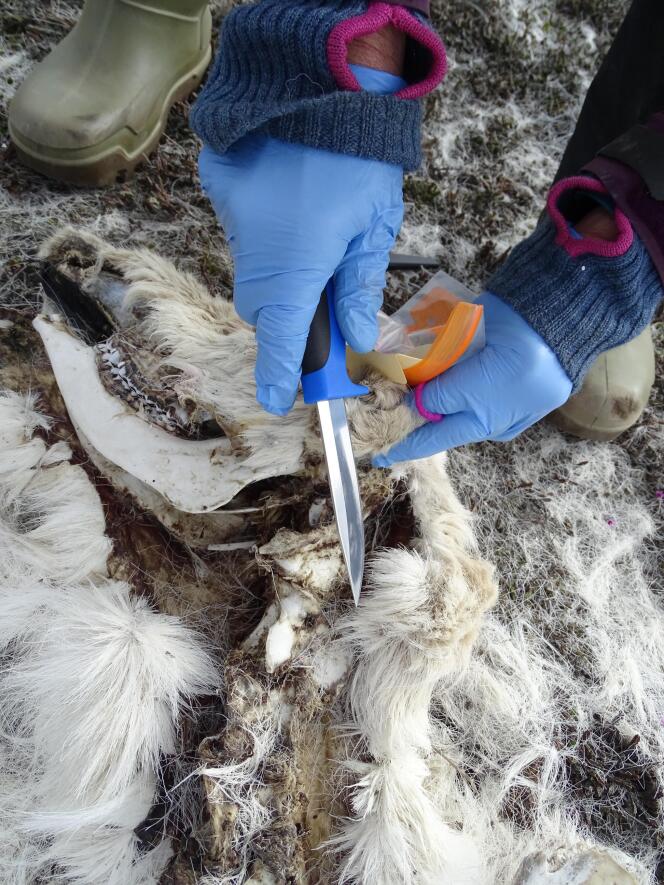 Un chercheur de l’institut polaire norvégien prélève un échantillon du cadavre d’un renne, dans l’archipel des Svalbard, en 2017.