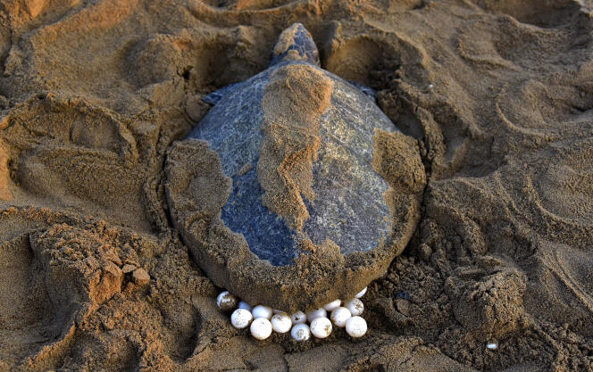 Une tortue olivâtre pond ses œufs dans le sable sur la plage de Rushikulya, à environ 140 km au sud-ouest de Bhubaneswar (Inde).