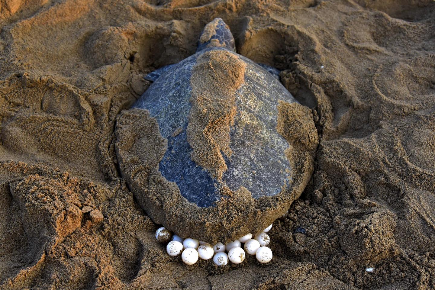 Comment des tortues choisissent leur sexe