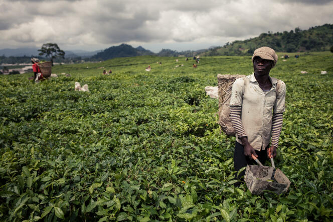 Récolte du thé près de Buea, dans la région anglophone du Sud-Ouest, au Cameroun, en avril 2018.