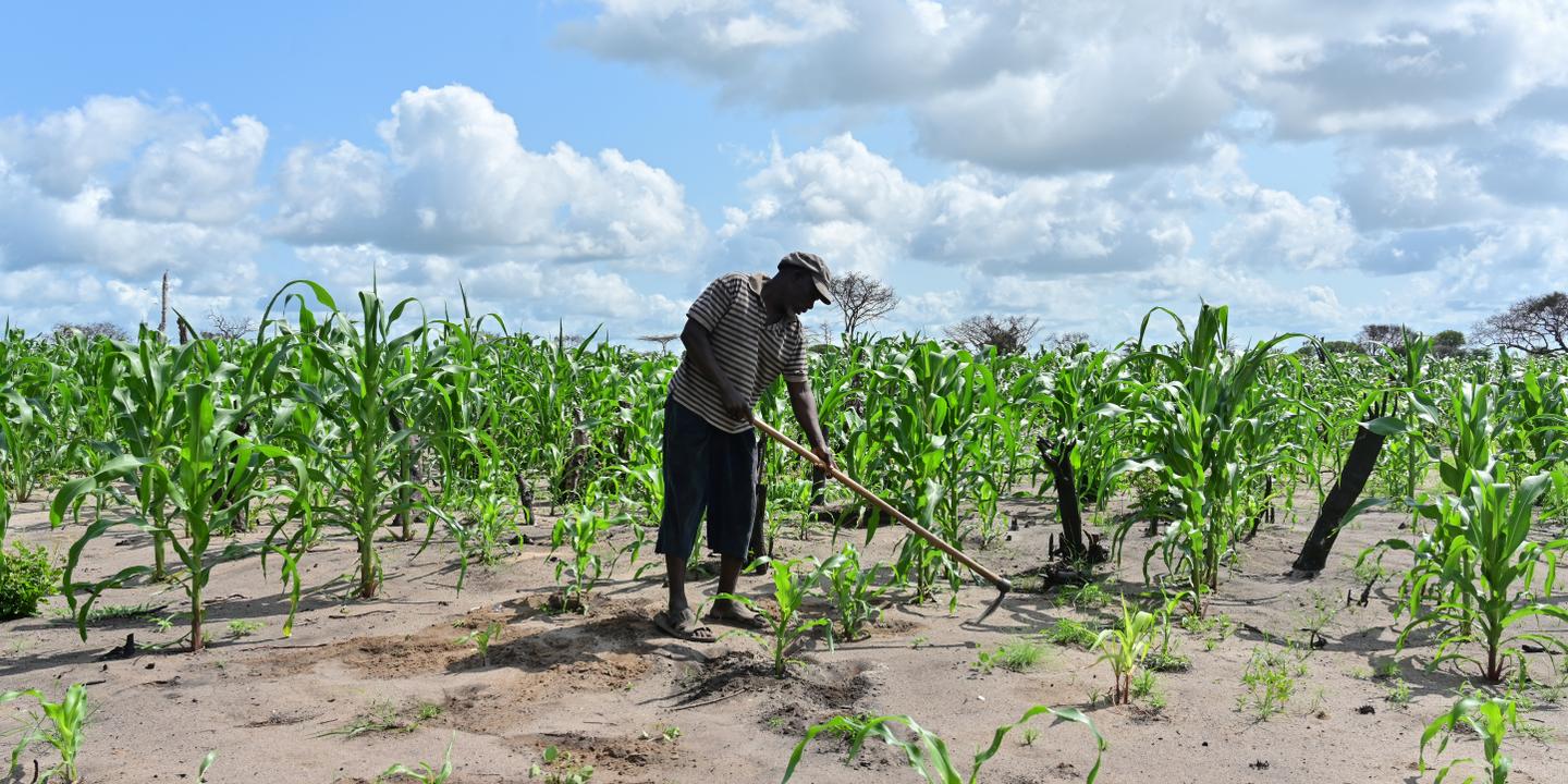 « Les investissements dans l’agriculture africaine ne doivent pas