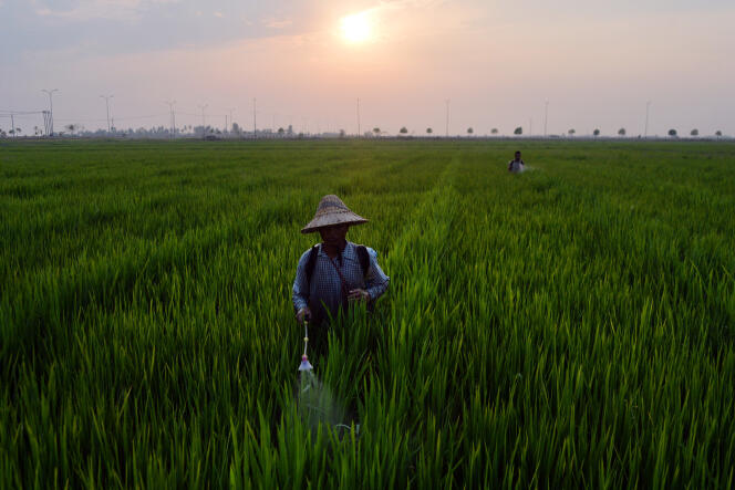 Dans une rizière à Naypyidaw (Birmanie), le 18 avril.