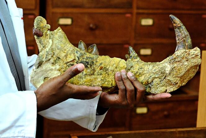 Le paléontologue Job Kibii, du Musée national de Nairobi, présente un morceau de mâchoire de « Simbakubwa kutokaafrika », un gigantesque lion préhistorique, le 23 mai 2019.