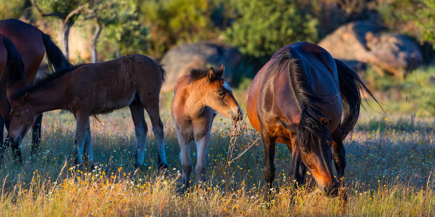 Au Portugal, à la recherche d’une nature sauvage perdue