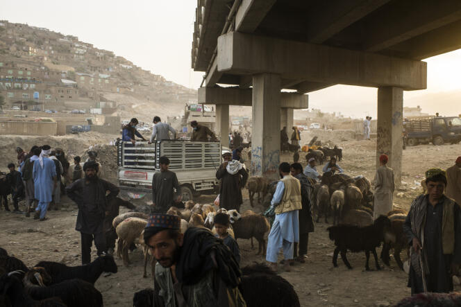 Des bergers avec leurs moutons lors d’une vente dans un bazar de Kaboul, le 10 août.