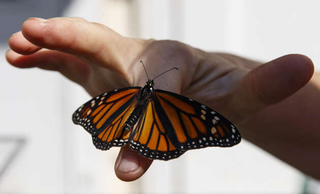 Un papillon Monarque, le 31 mai 2019.
