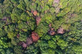 Vue aérienne d’une forêt à Warburg (Allemagne), dont les arbres souffrent du manque d’eau.