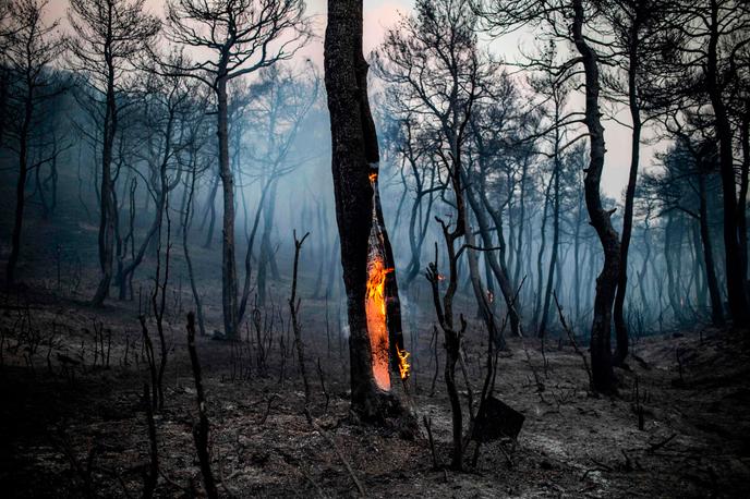 Près de Makrimalli sur l’île d’Eubée en Grèce, le 14 août.