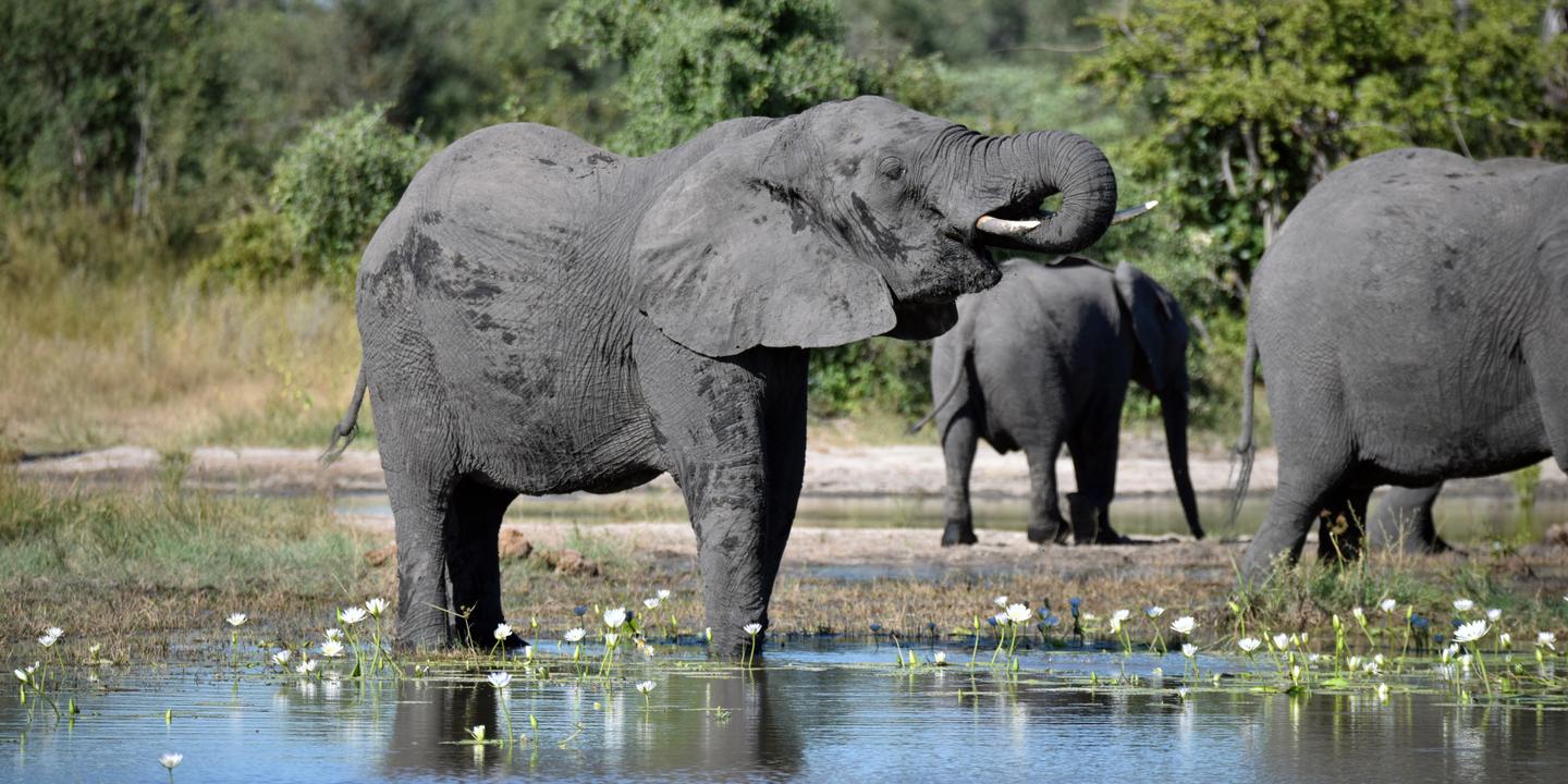 La Protection Des Elephants D Afrique En Suspens