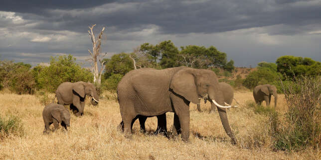 Espèces menacées : vers l'interdiction totale de la vente d'éléphants d'Afrique à des zoos