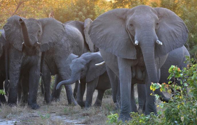 Une horde d’éléphants au Parc national Kruger, en Afrique du Sud.