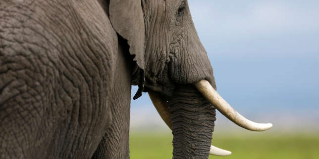 L'Europe incitée à fermer son marché de l'ivoire pour mieux protéger les éléphants d'Afrique
