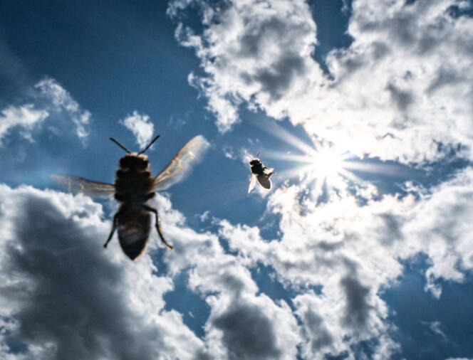 Des abeilles dans le ciel de Francfort (Allemagne), le 13 août.