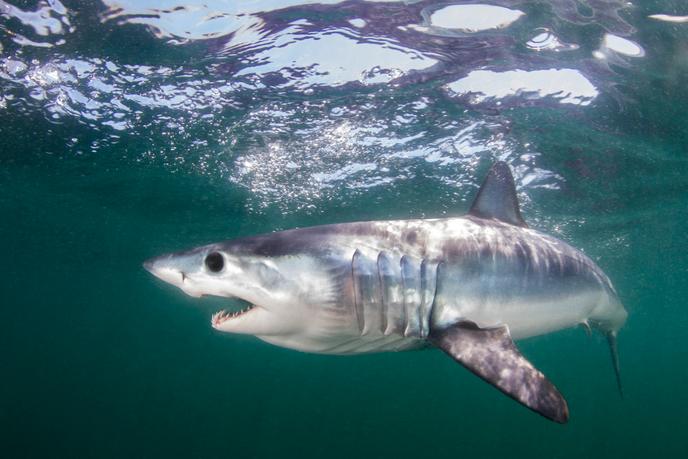 A mako shark off Rhode Island (USA).