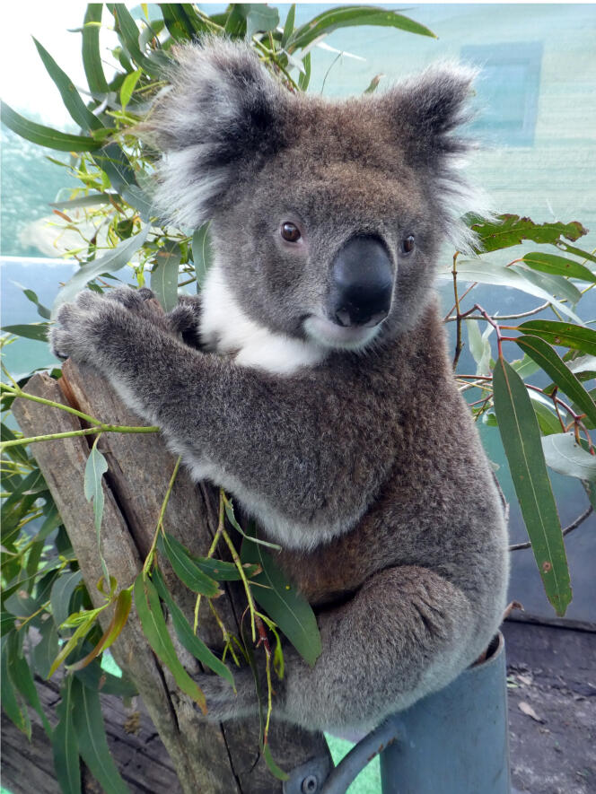 Le koala Dakar, sujet de l’étude sur le transfert de microbiote, en 2017.