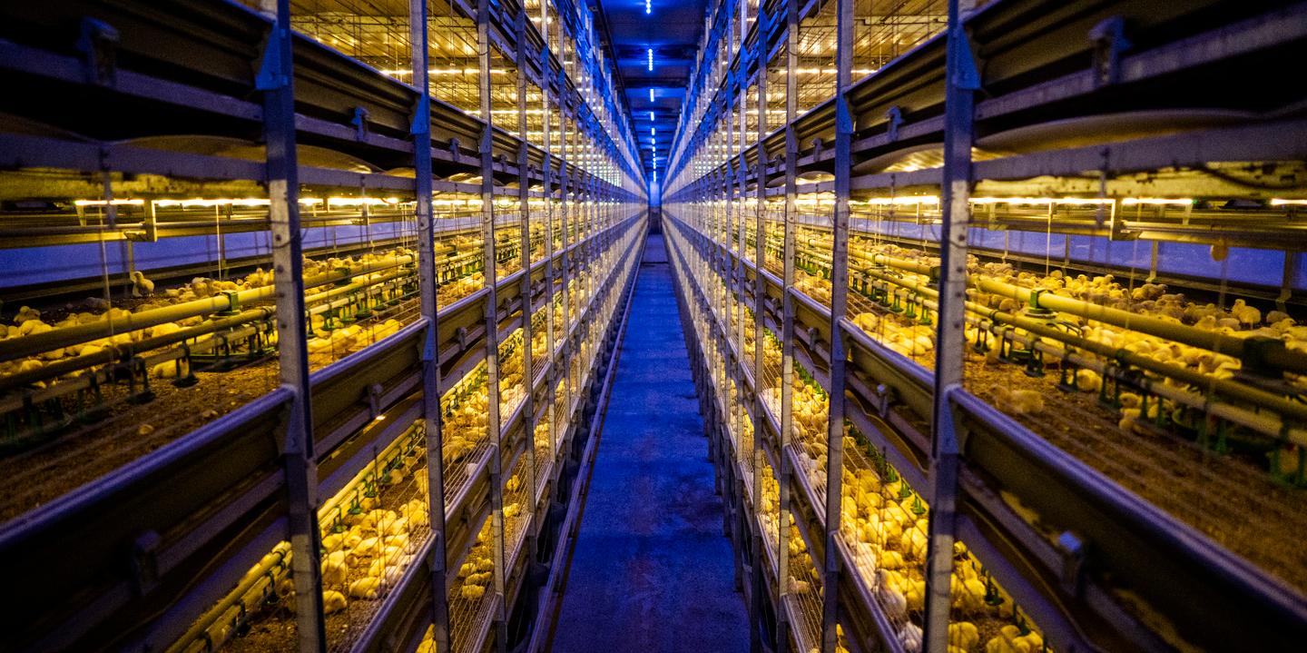 Aux Pays-Bas, le poulet élevé sur étagères à la conquête du monde
