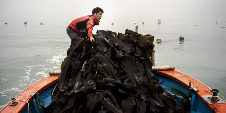 Culture d'algues sur corde.
Shin Yeon-ju ramasse des dashimas près de Wando (Corée du Sud), le 22 juillet. La récolte se fait au printemps, mais il reste encore, en juillet, quelques grandes algues brunes qui flottent sous la surface de l’eau.