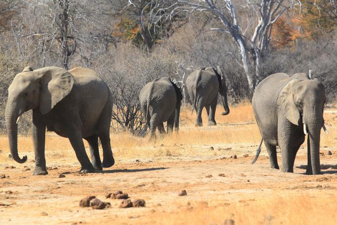 Eléphants dans la réserve de Hwange Game, au Zimbabwe, en 2015.