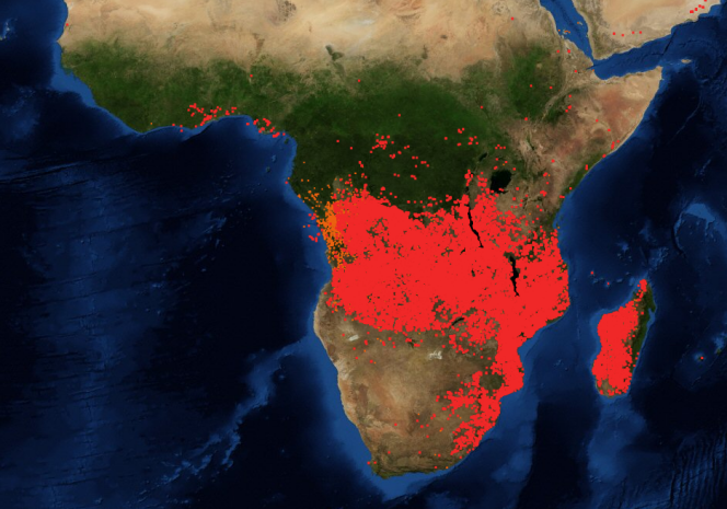 Capture d’écran de la carte satellitaire de la NASA montrant des départs de feu en Afrique.