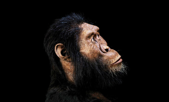 Reconstitution du visage d’« Australopithecus anamensis », réalisée par John Gurche à partir du spécimen de crâne MRD.