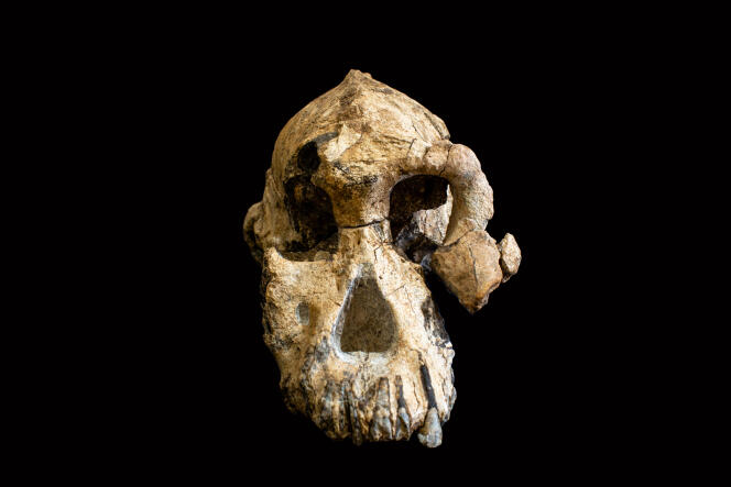 Le crâne du spécimen MRD d’« Australopithecus anamensis ».