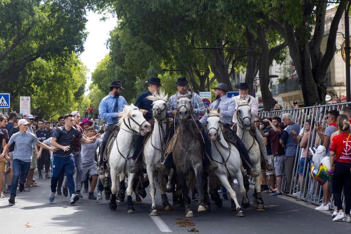 Les gardians guident les taureaux lors d’un abrivado dans les rues de Nîmes.