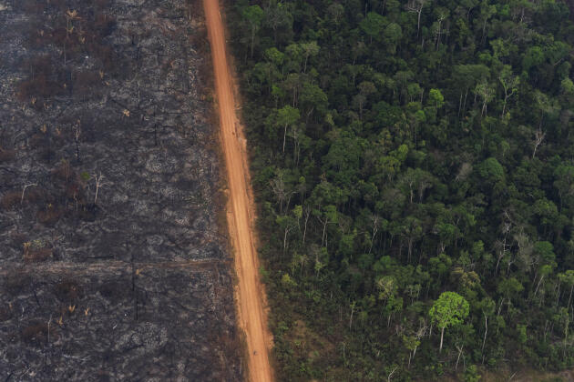 Une zone de la forêt reste intacte face à une zone brûlée, à Vila Nova Samuel au Brésil, le 27 août.