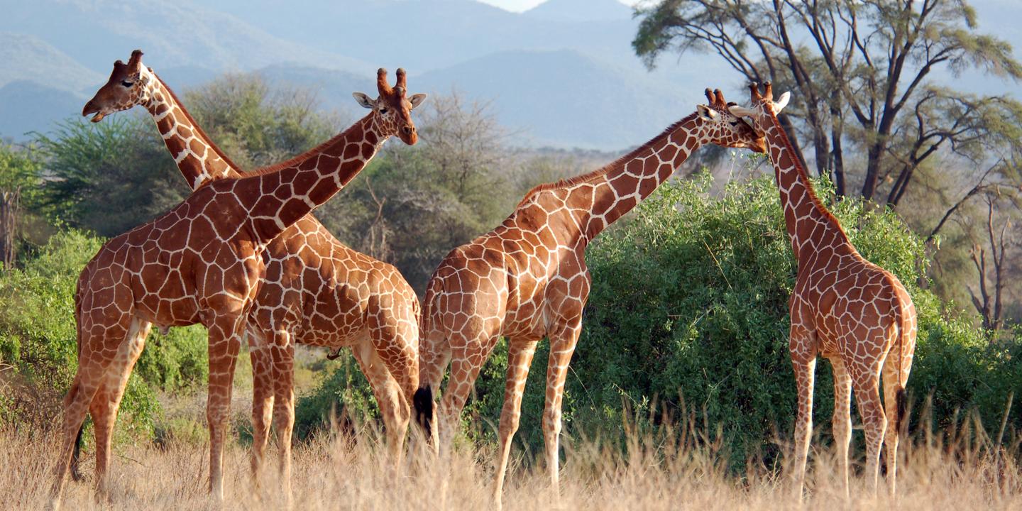  Girafe  requin mako raies guitares sont d sormais prot g s