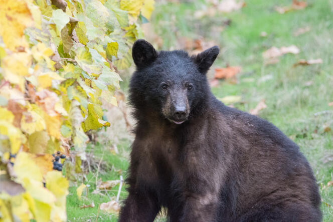 Dans la Vallée de l’Okanagan en Colombie-Britannique, l’ours noir est loin d’être rare. Ils viennent vendanger à leur façon au mois d’août.
